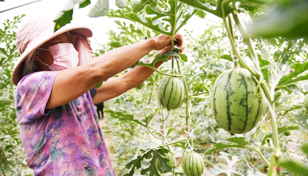 谷雨前后，種瓜點(diǎn)豆