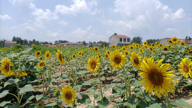 [鹿邑]馬鋪鎮(zhèn)：廢閑土地開出“幸?；ā?> </a></TD>             </TR>           </TBODY>         </TABLE>         <TABLE class=margin_4 border=0 cellSpacing=0 cellPadding=0 width=